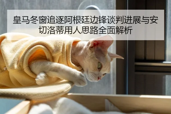 皇马冬窗追逐阿根廷边锋谈判进展与安切洛蒂用人思路全面解析（STARSPORTS）